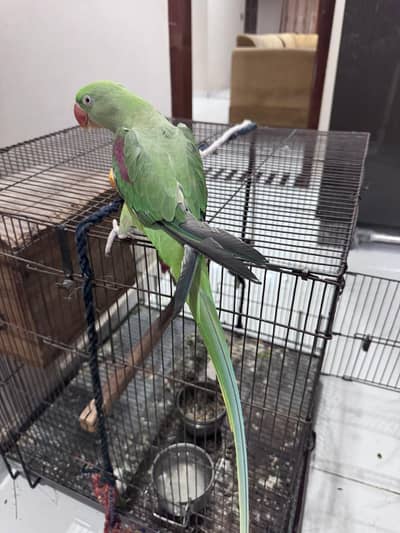 Pure Kashimir Raw parrot pair urgent sale