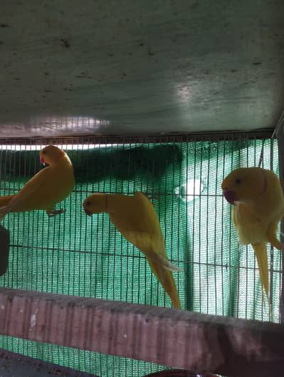 yellow ringneck male