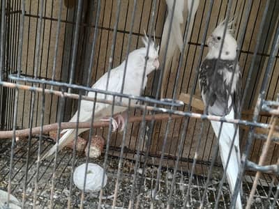 breder pair for sale fix price