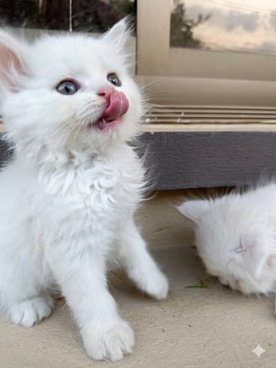 white Persian cat for sale