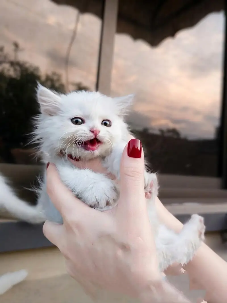 white Persian cat for sale — photo 2