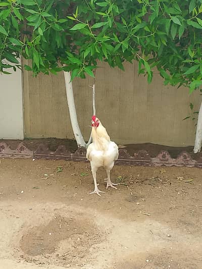 i am selling my aseel murgha