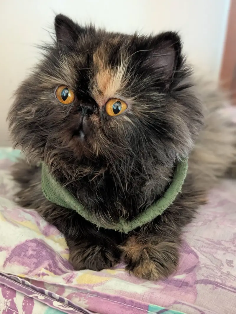 CFA Bloodline Exotic Van Male — photo 7