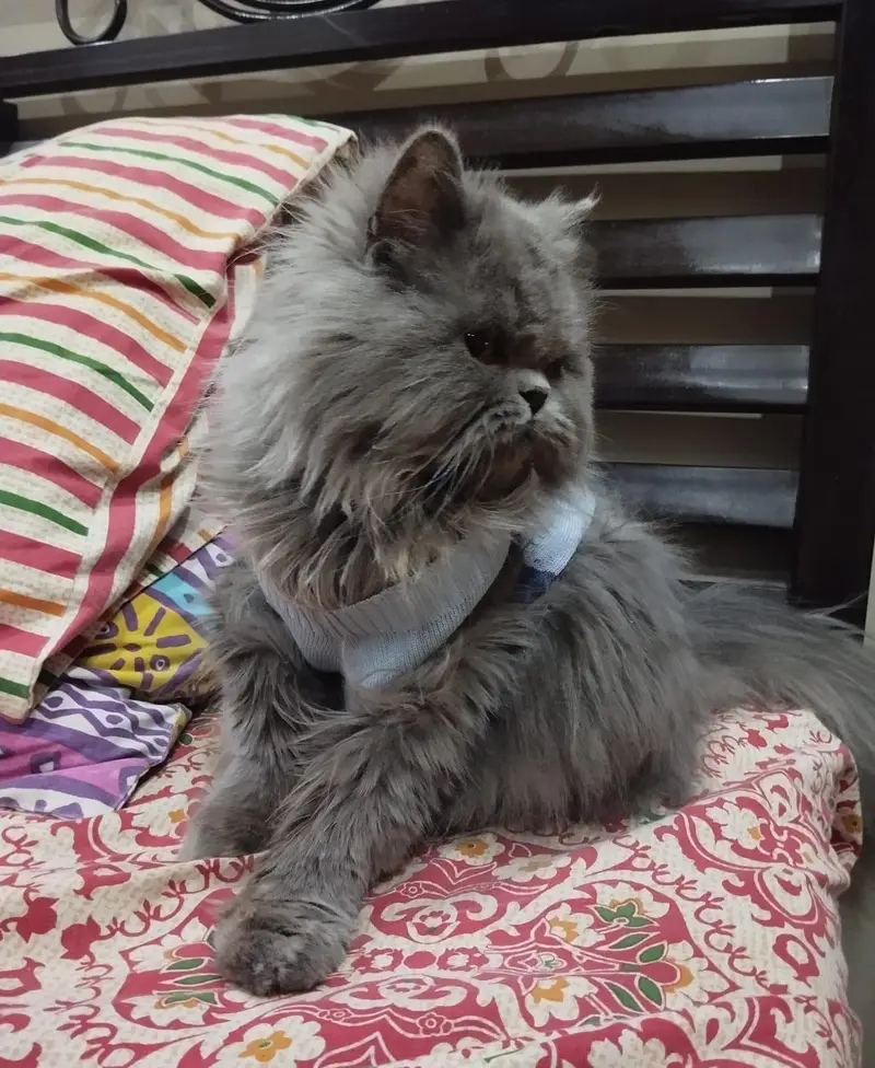 CFA Bloodline Exotic Van Male — photo 8