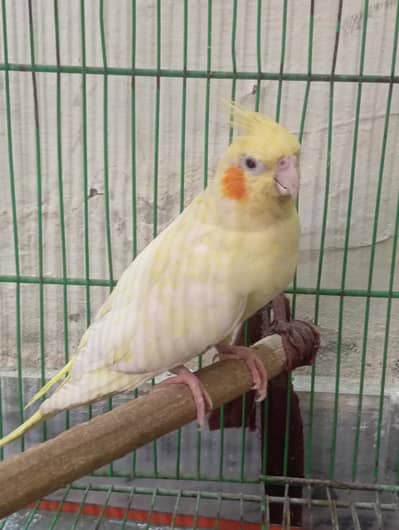 Cockatiel Breeder Pair (Red Eyes)