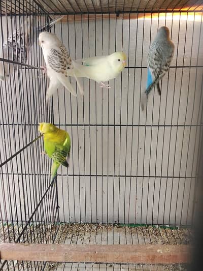 budgie ,undersize , cocktail,lovebirds for sale