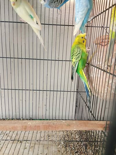 undersize , cocktail,lovebirds for sale