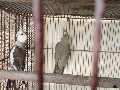 cocktail,lovebirds for sale