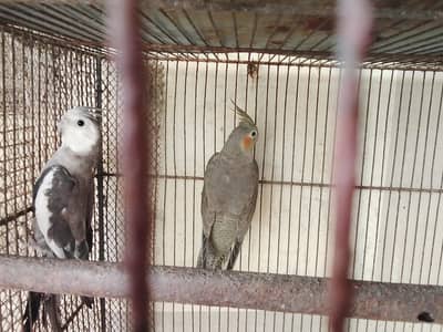 cocktai breeder pair for sale