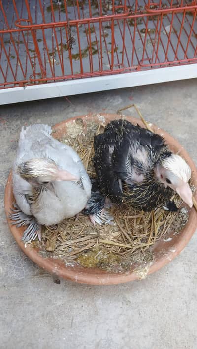 Good Quality Mukhi Chicks