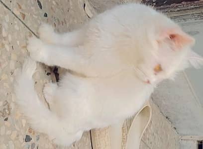 white persian cat
