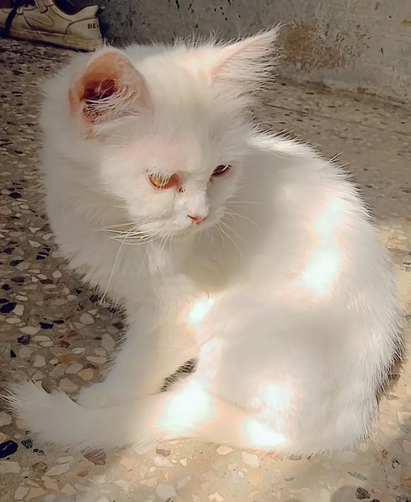 white persian cat — photo 2