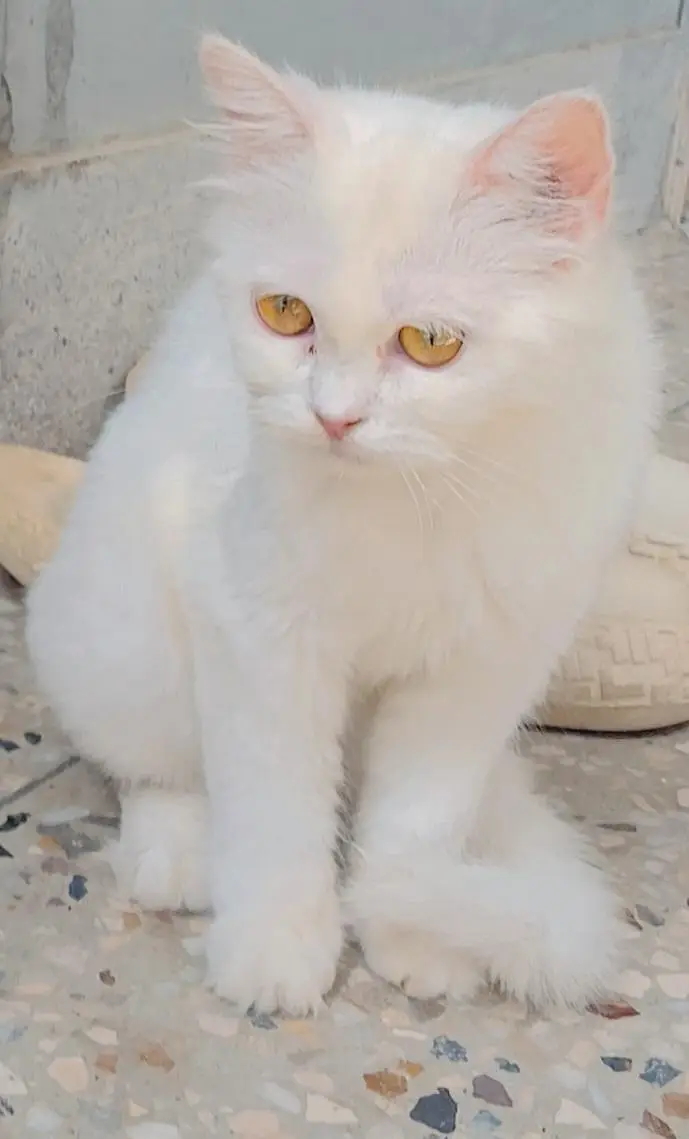 white persian cat — photo 3