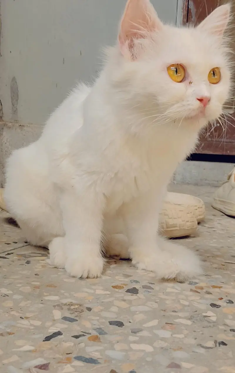 white persian cat — photo 4