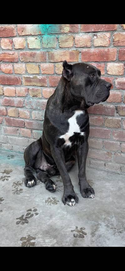 cane corso male