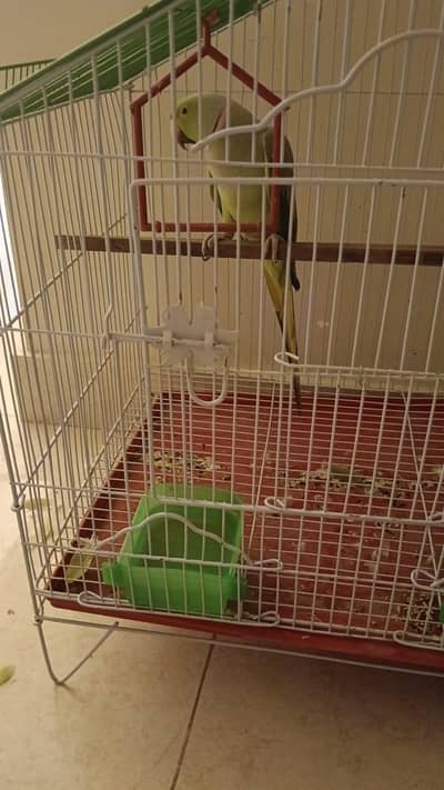 reginate parrot for sale