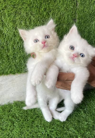 cats Ayeshas