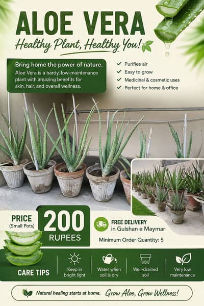 Aloe Vera plants (small, medium & large)