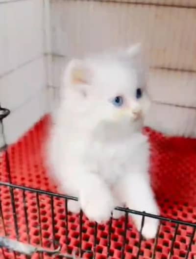 Persian cat triple kot,for sale,my WhatsApp 03444548868