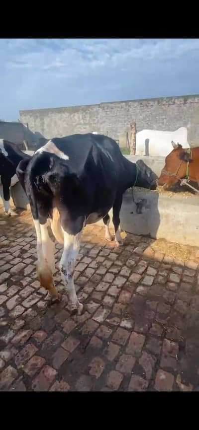 khangar cow