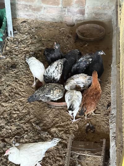 Golden Misri Chickens Chicks