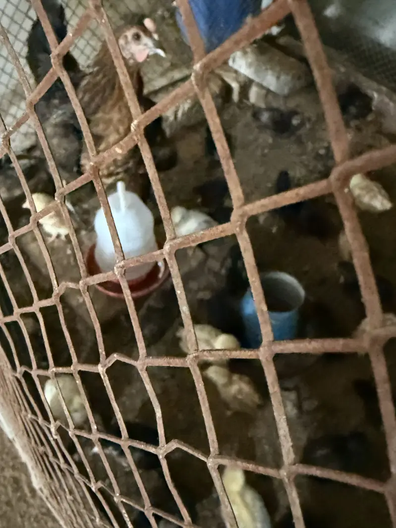 Golden Misri Chickens Chicks — photo 3