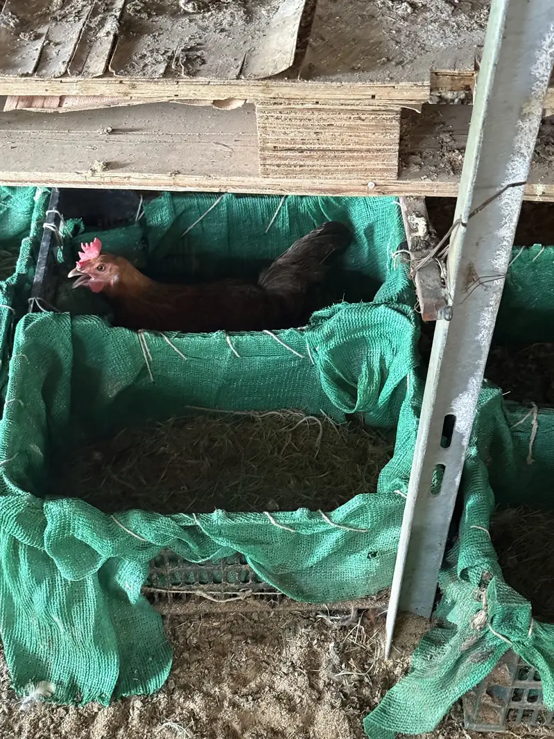 Golden Misri Chickens Chicks — photo 4