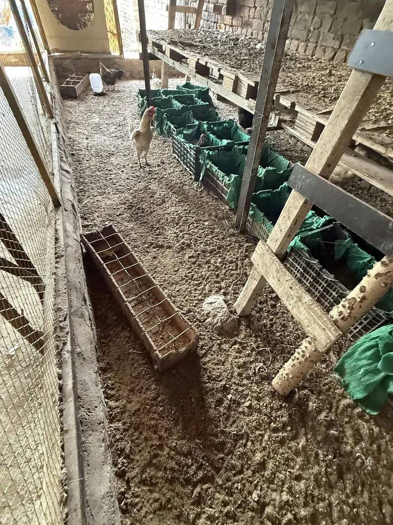 Golden Misri Chickens Chicks — photo 5