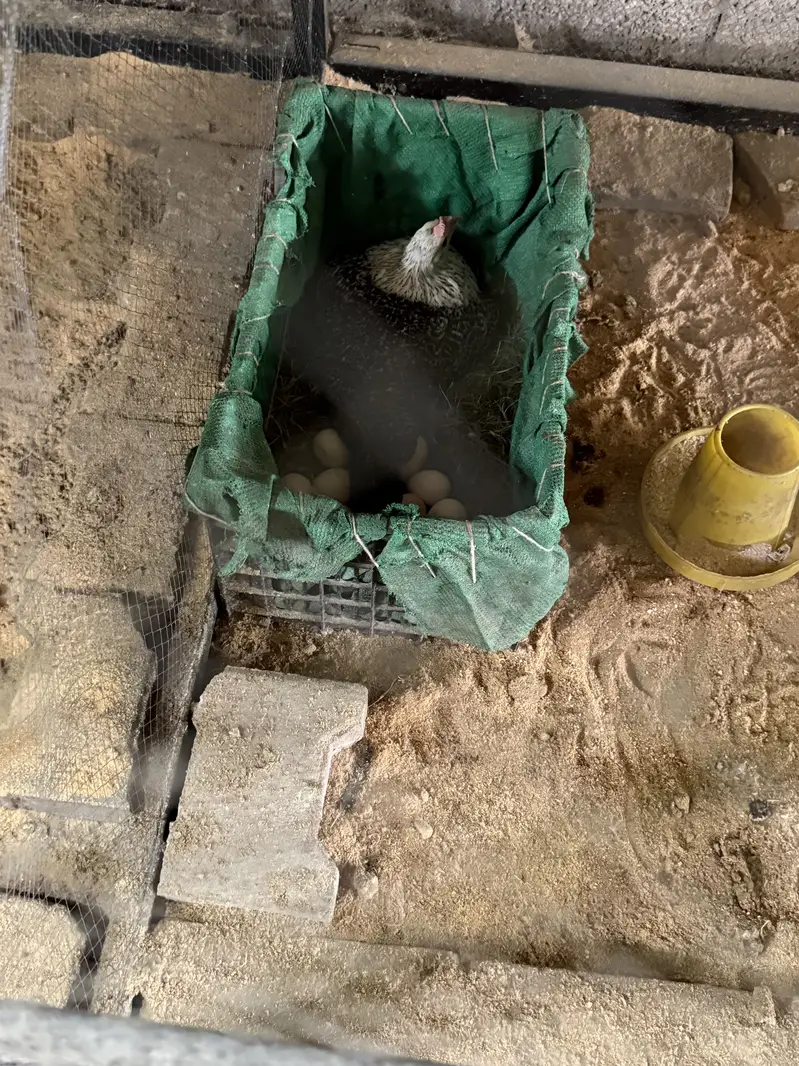 Golden Misri Chickens Chicks — photo 6