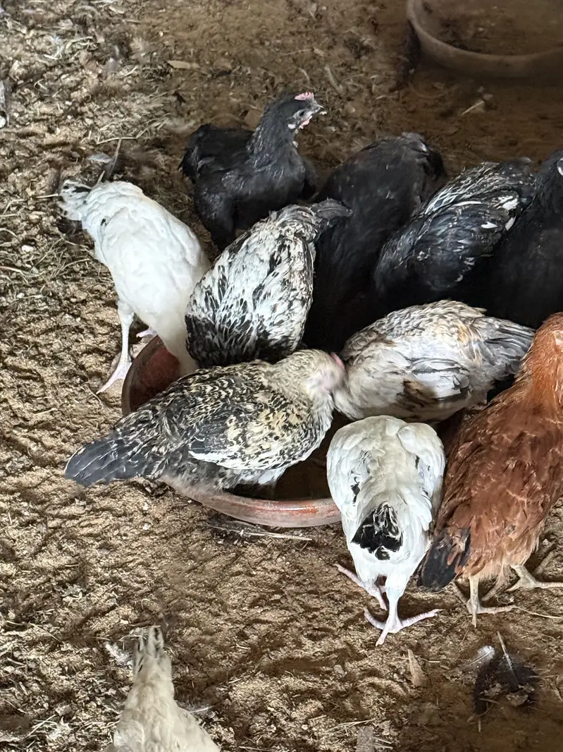 Golden Misri Chickens Chicks — photo 9