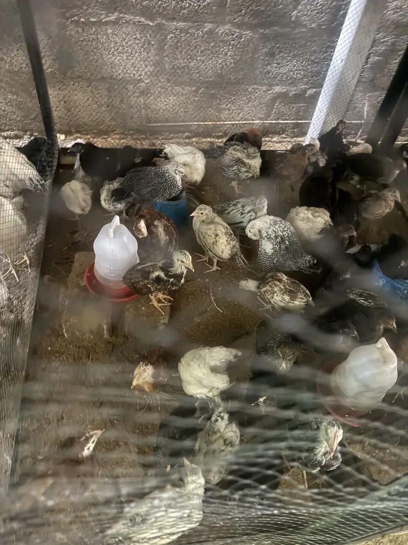 Golden Misri Chickens Chicks — photo 10