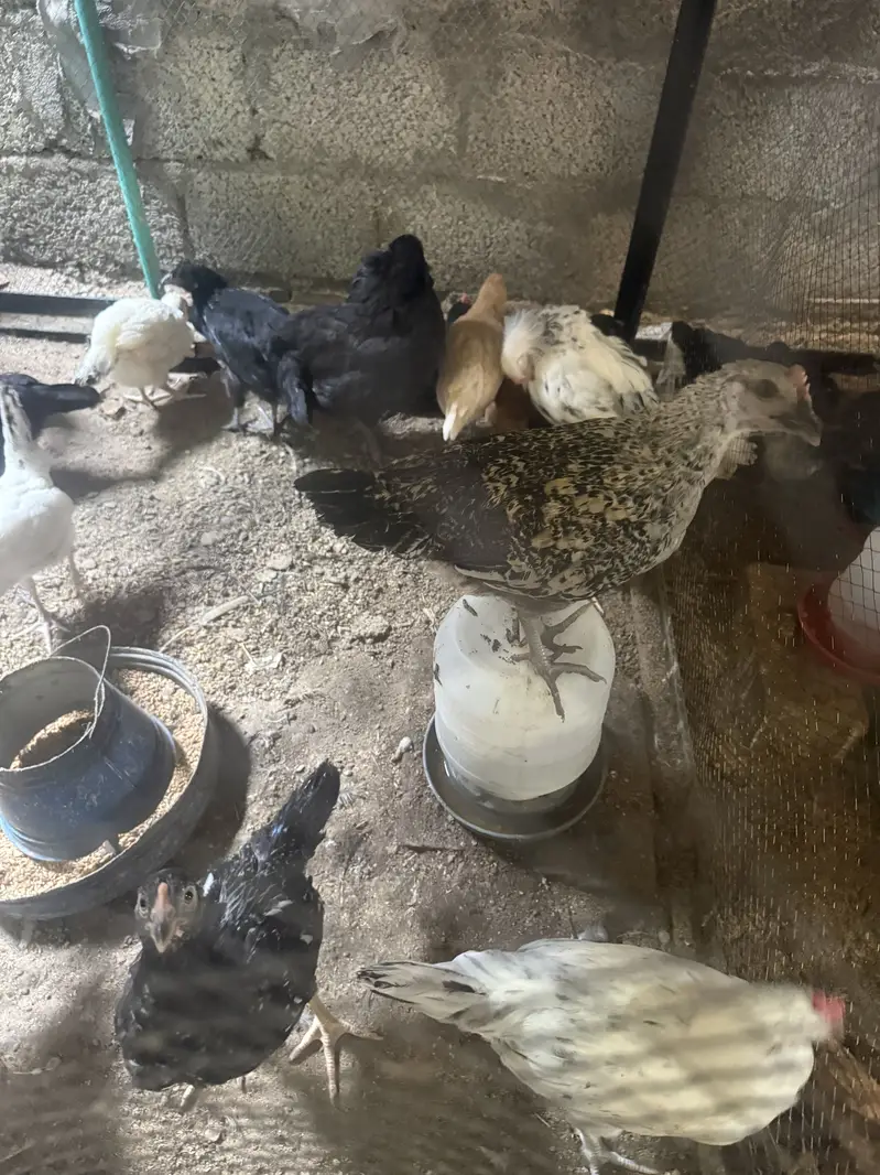 Golden Misri Chickens Chicks — photo 11