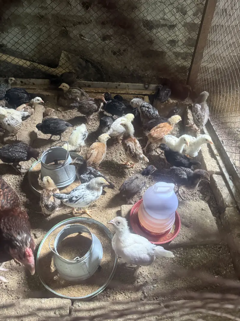 Golden Misri Chickens Chicks — photo 12