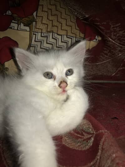2 months old double coated persian male