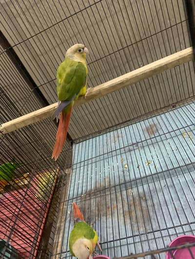 Pineapple red factor conure pair