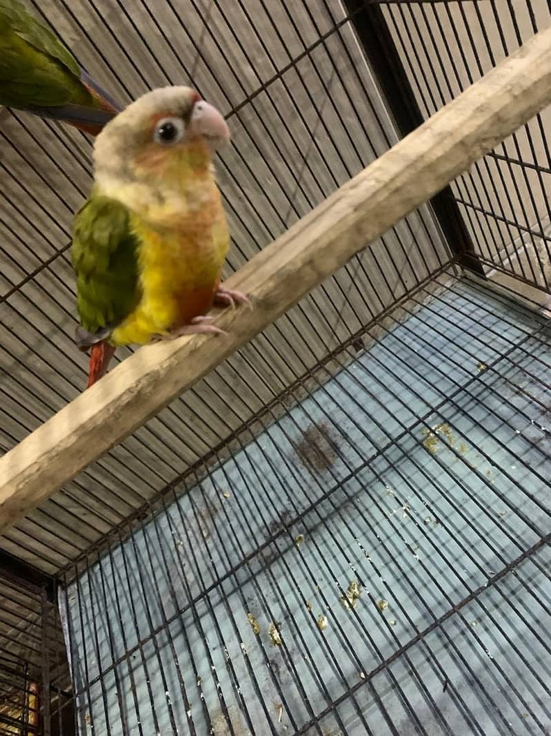 Pineapple red factor conure pair 1