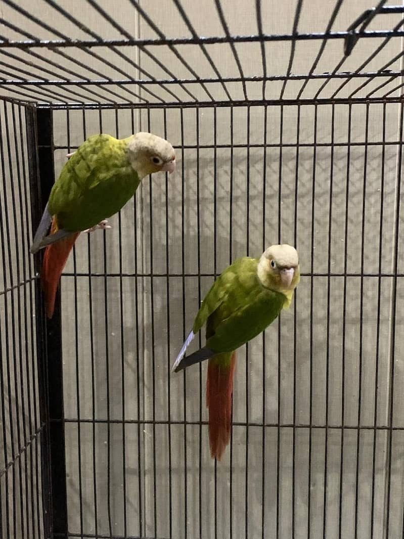 Pineapple red factor conure pair 2