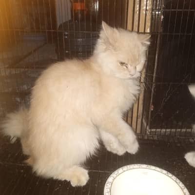 Simba cat