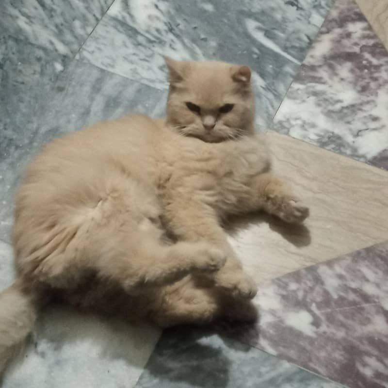 Simba cat 1
