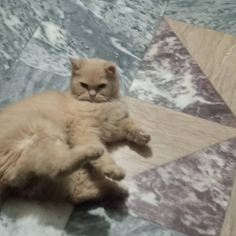 Simba cat 2