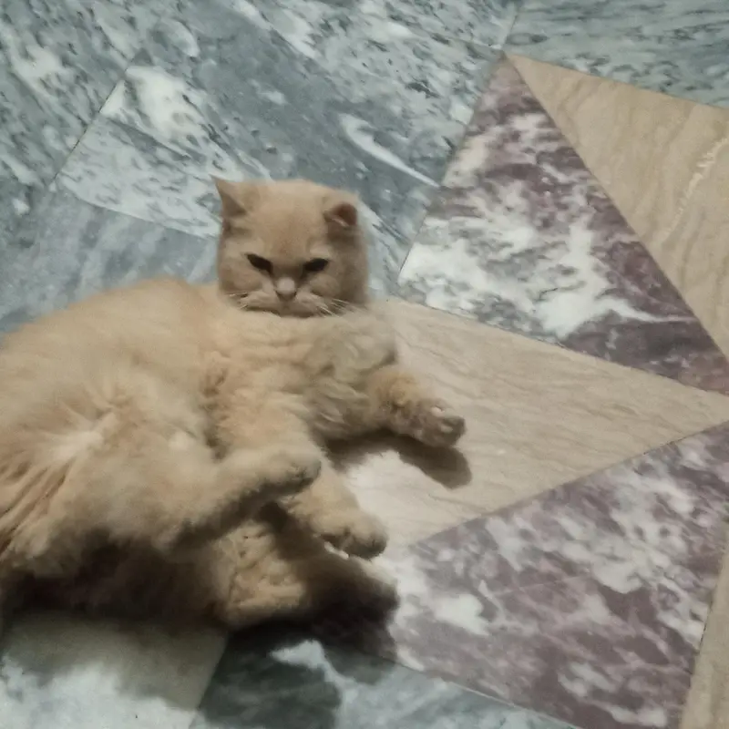 Simba cat — photo 3