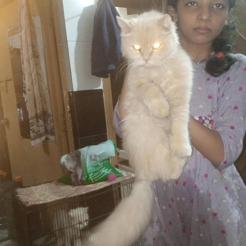 Simba cat 3