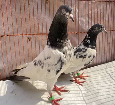 Ali wala tedy bredr pair