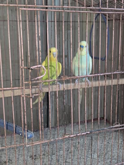 budgie