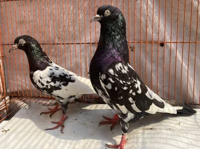 Rampuri bredr pair