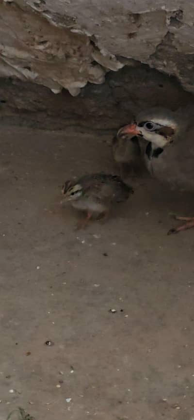 Breeder pair he or 3 chicks he sat