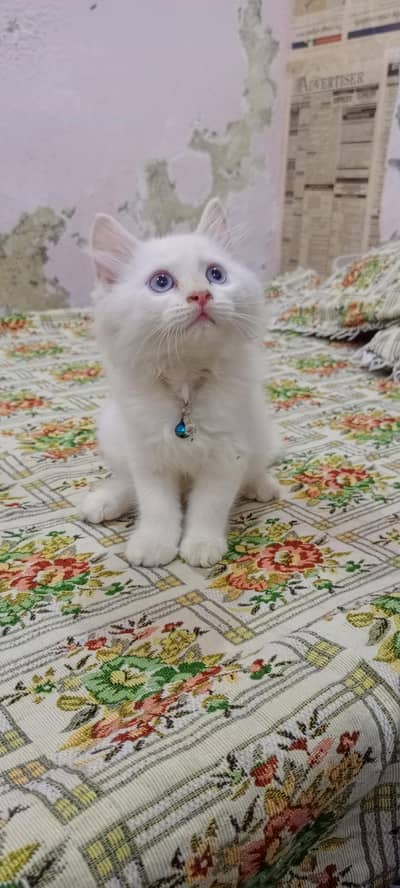 Persian Cat male 2.5 month age