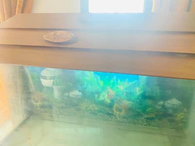 aquarium setup