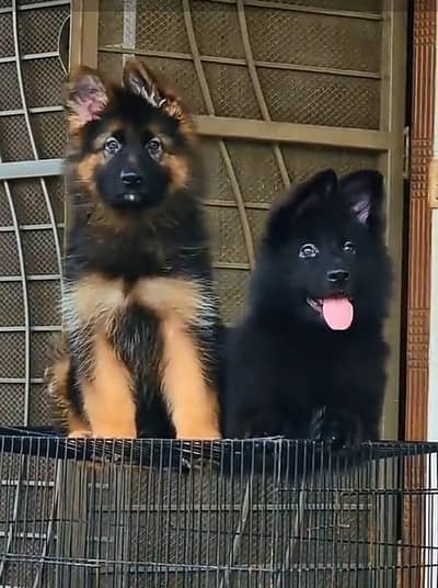 Long coat German puppy Shepherd . 03476578922 WhatsApp