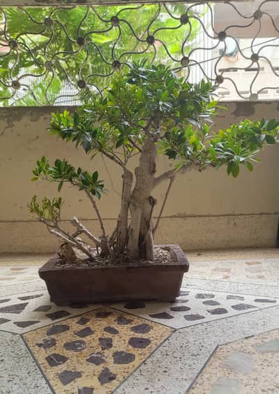 Bonsai Ficus Black